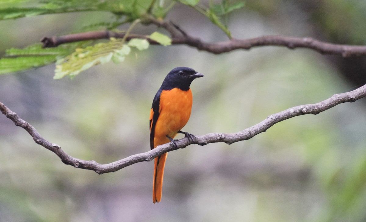 Orange Minivet - Noyel Mahendra