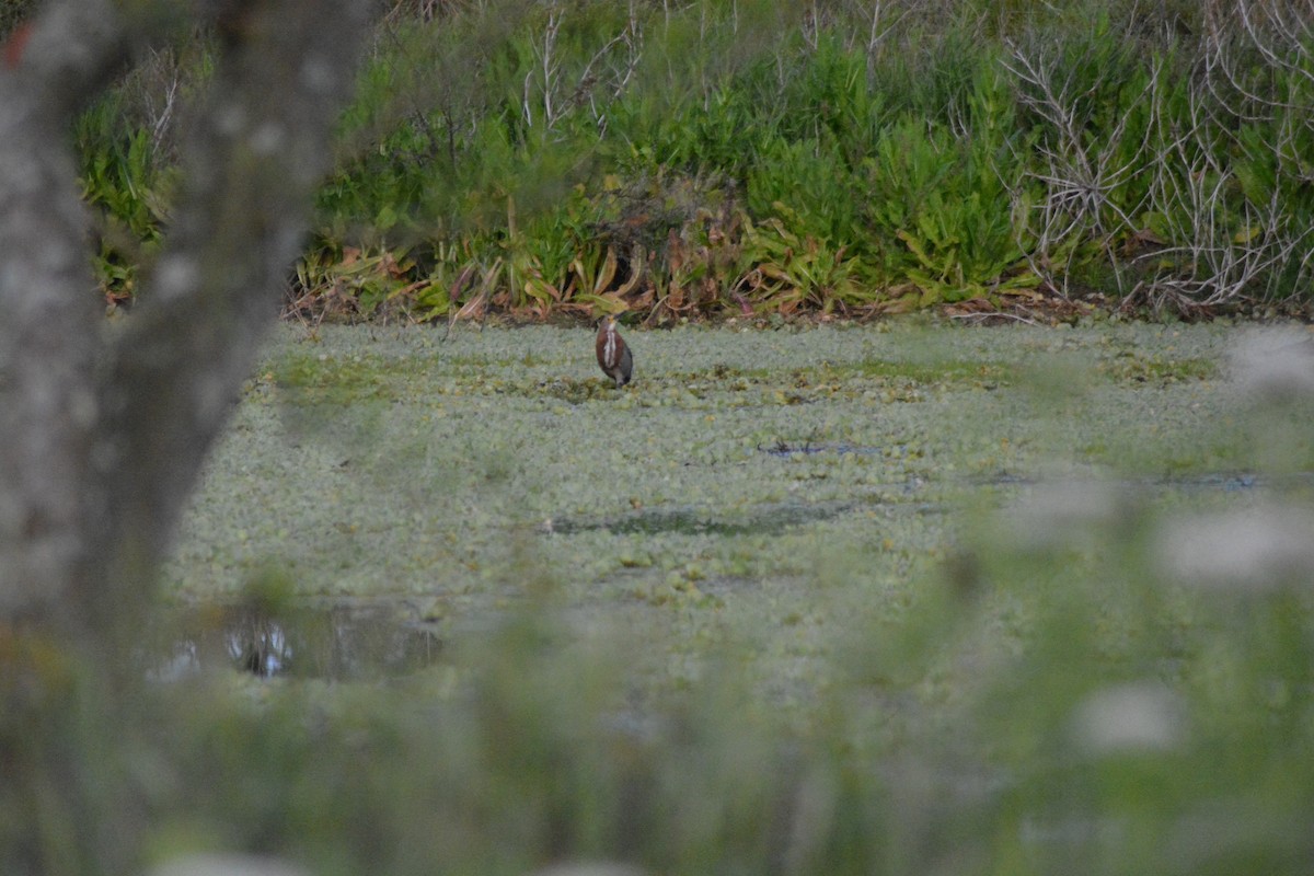 Rufescent Tiger-Heron - Felipe Aguilar