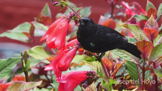 Black Flowerpiercer - ML609922381