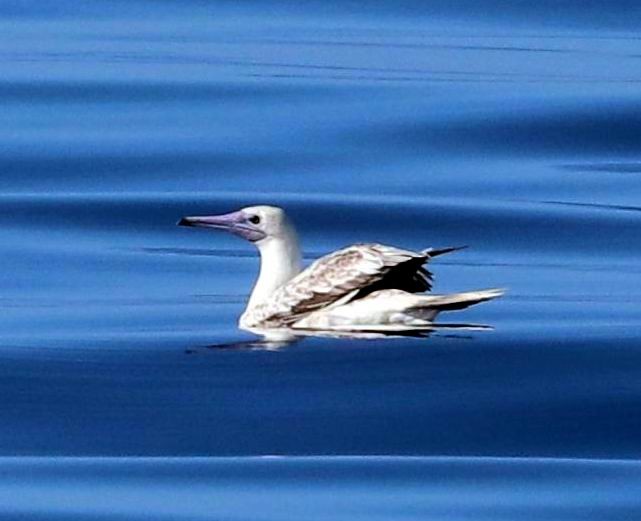 Red-footed Booby - William Scott