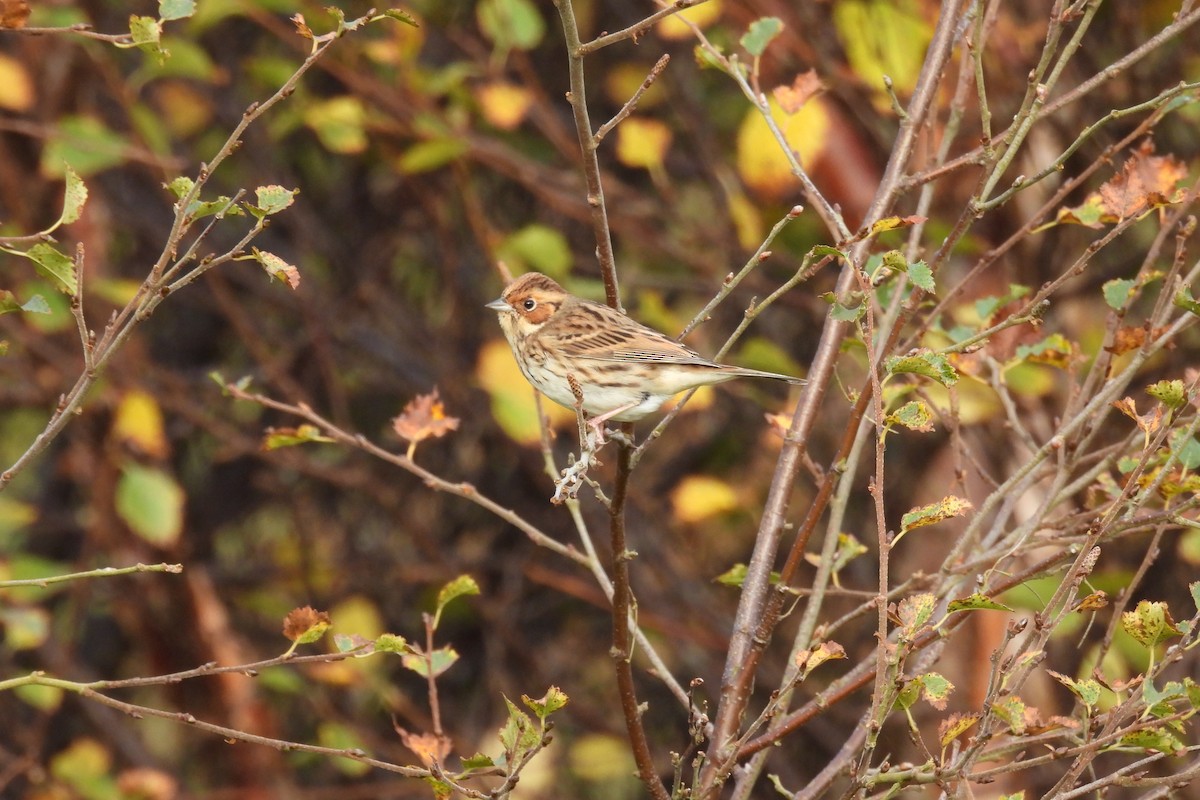 Little Bunting - Chris Waring