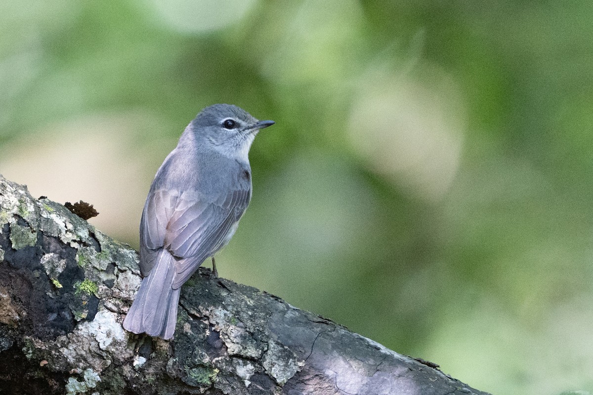 Ashy Flycatcher - Reece Dodd