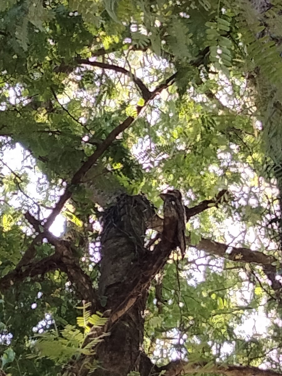 Northern Potoo - ML609922546