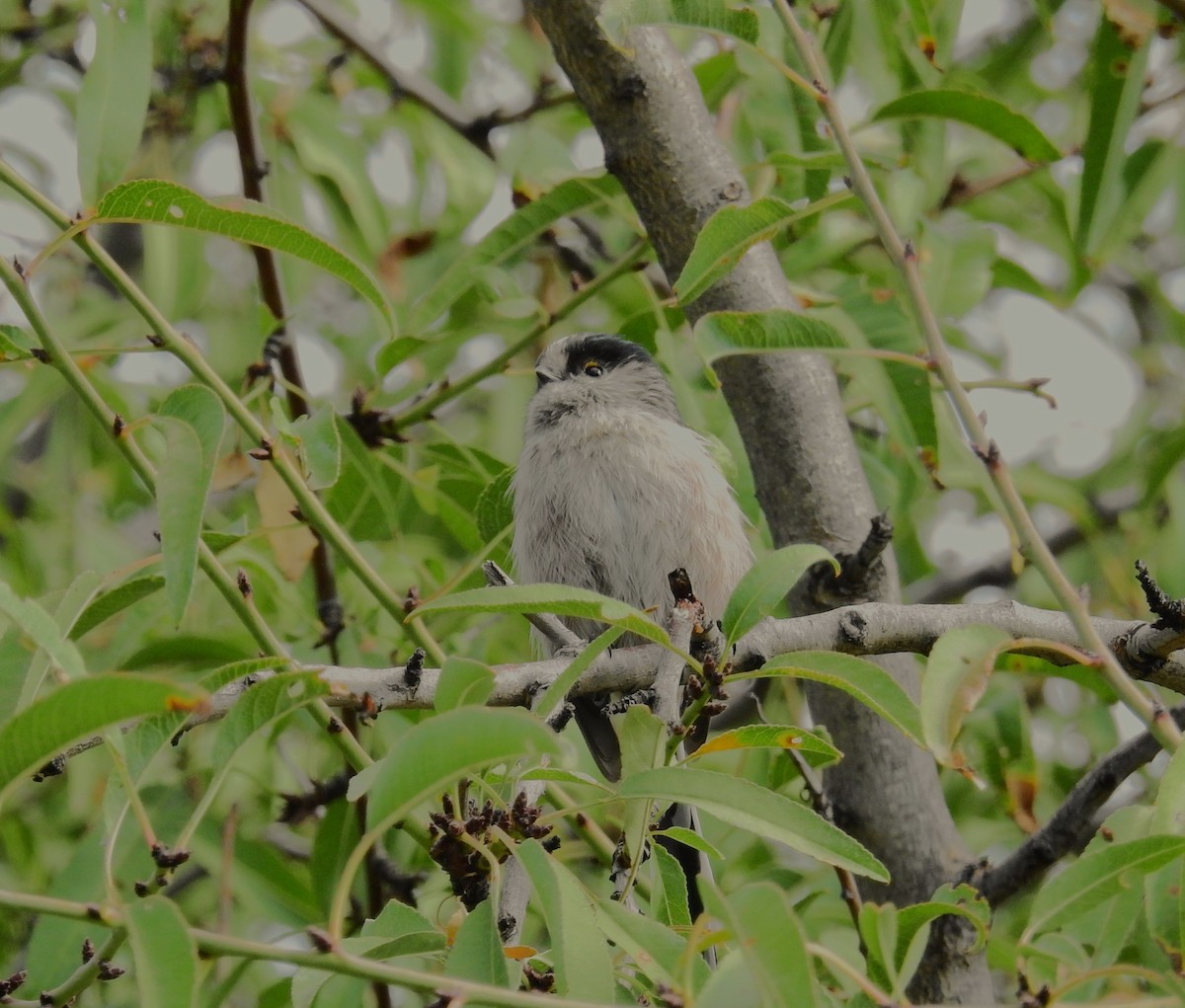 Long-tailed Tit - ML609922577