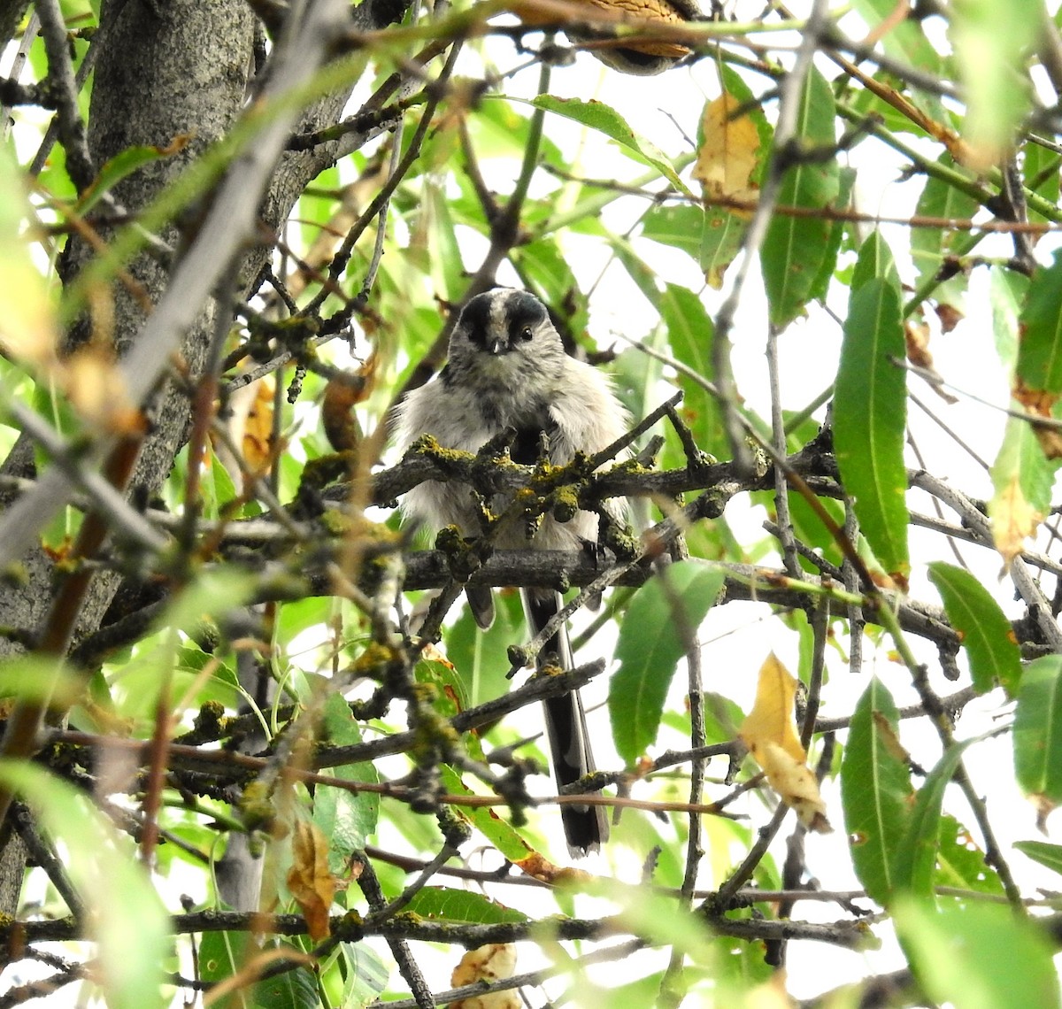 Long-tailed Tit - ML609922579