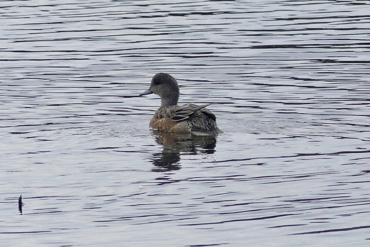 American Wigeon - ML609922602