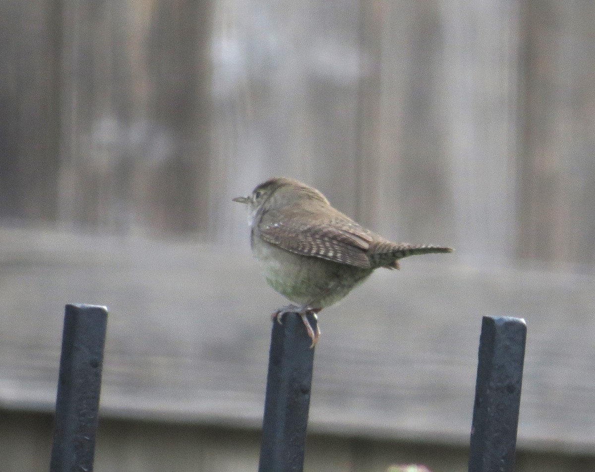 House Wren - ML609922674