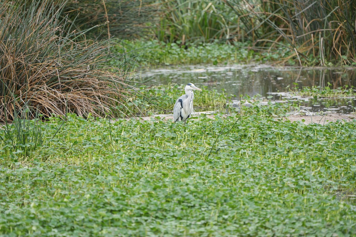 Gray Heron - ML609922742