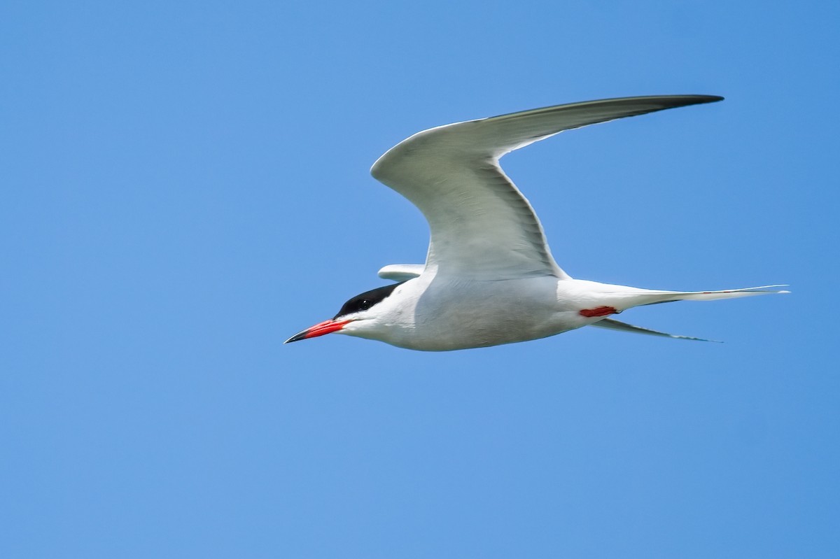 Common Tern - ML609922898