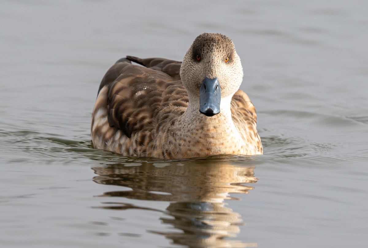 Canard huppé - ML609922959