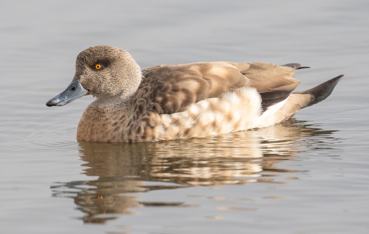 Canard huppé - ML609922960