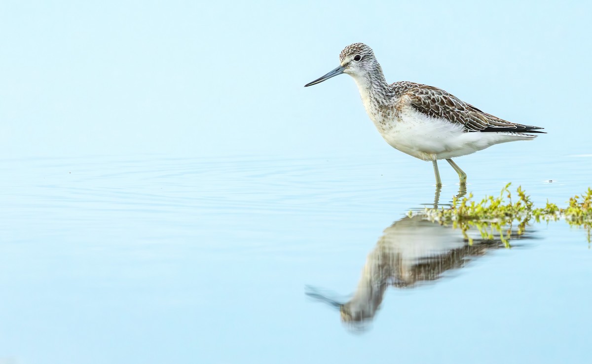 Common Greenshank - ML609922994