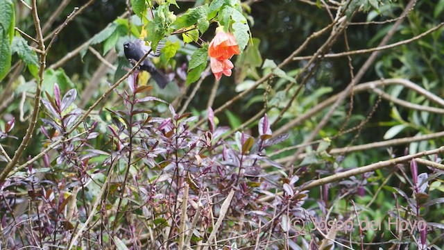 Black Flowerpiercer - ML609923004