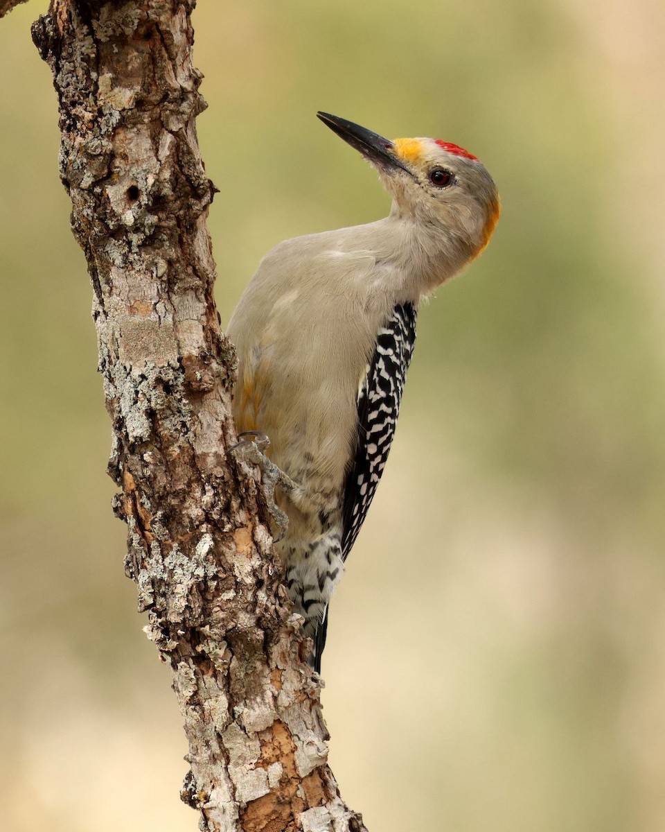 Golden-fronted Woodpecker - ML609923026