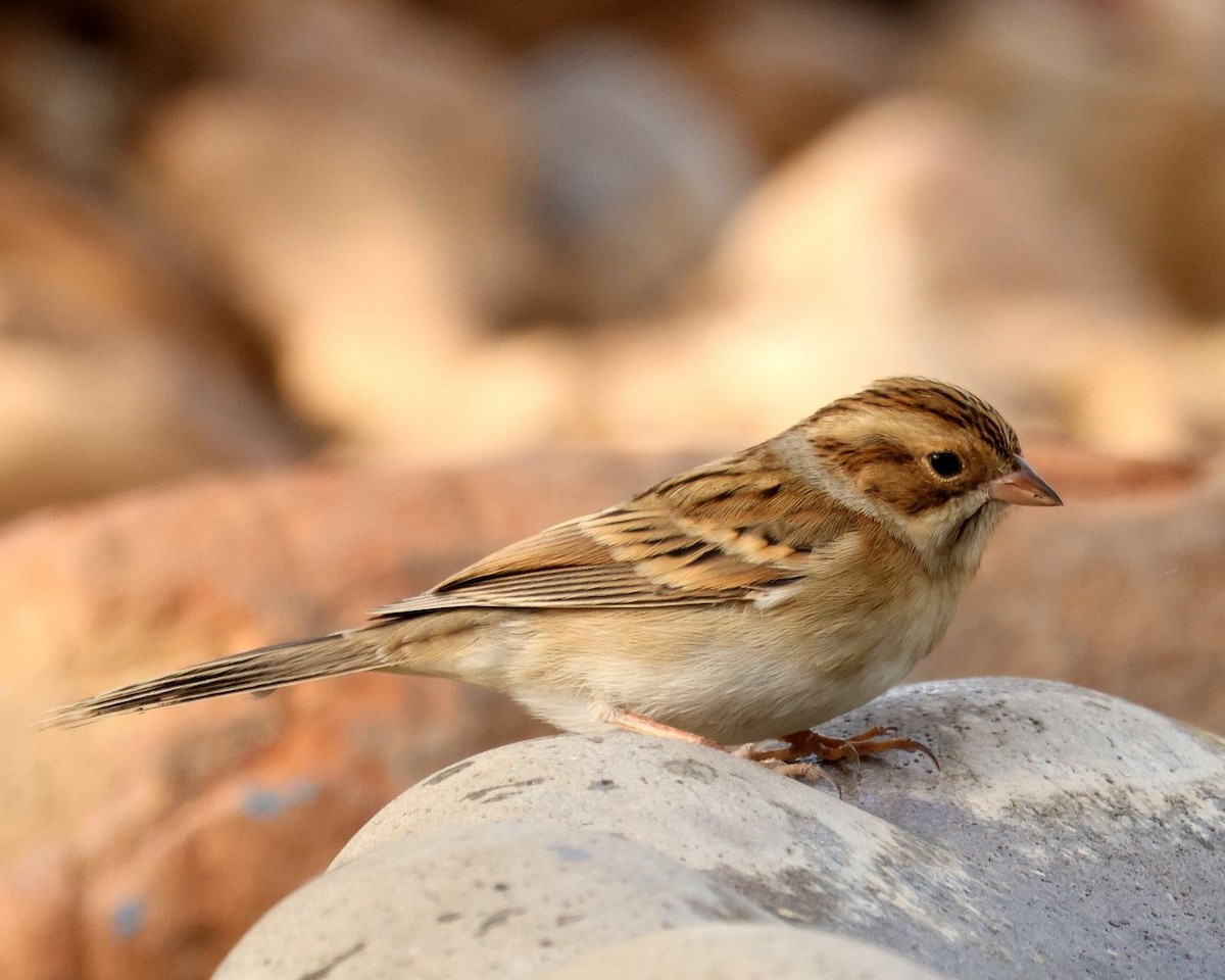 Clay-colored Sparrow - Alice Le Duc