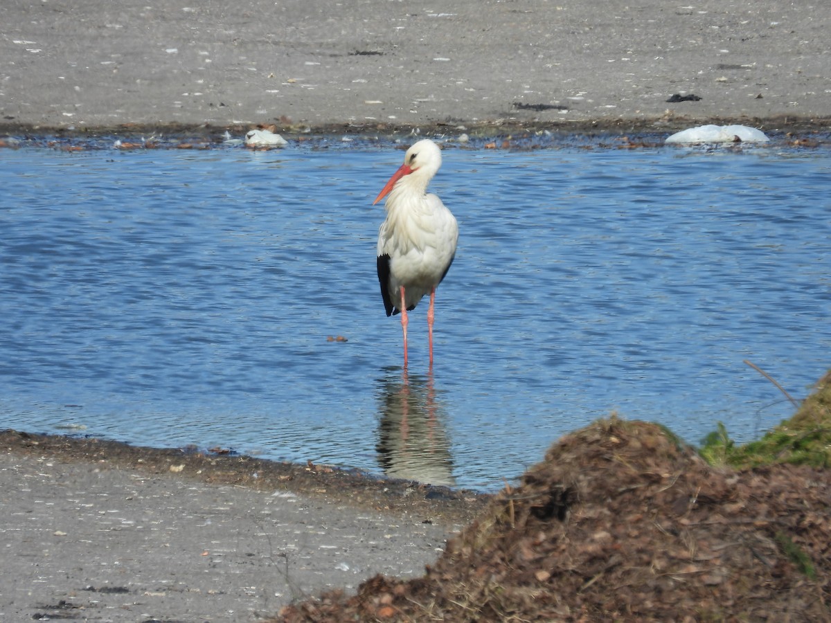 White Stork - Seppo Neuvonen