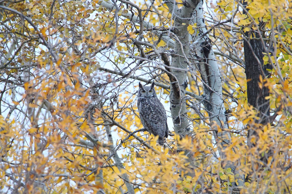 Great Horned Owl - ML609923395