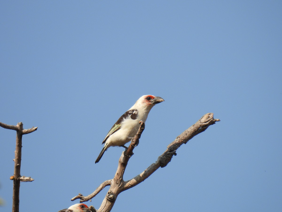 Chaplin's Barbet - ML609923453