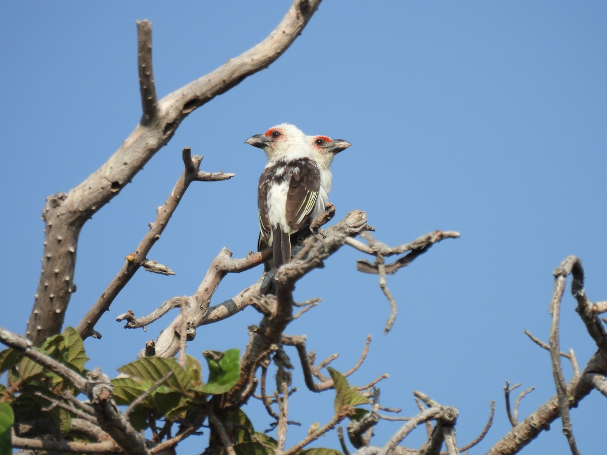 Chaplin's Barbet - ML609923463