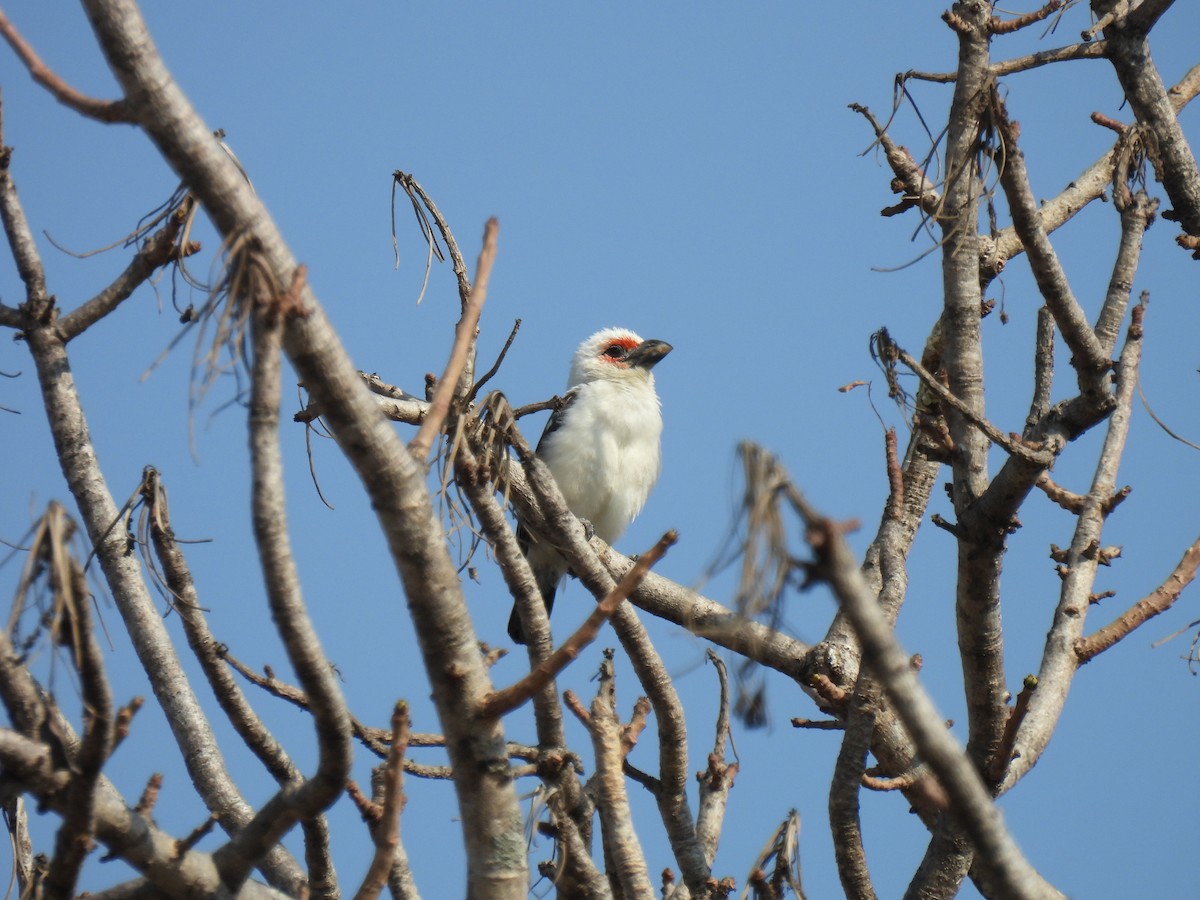 Chaplin's Barbet - ML609923467