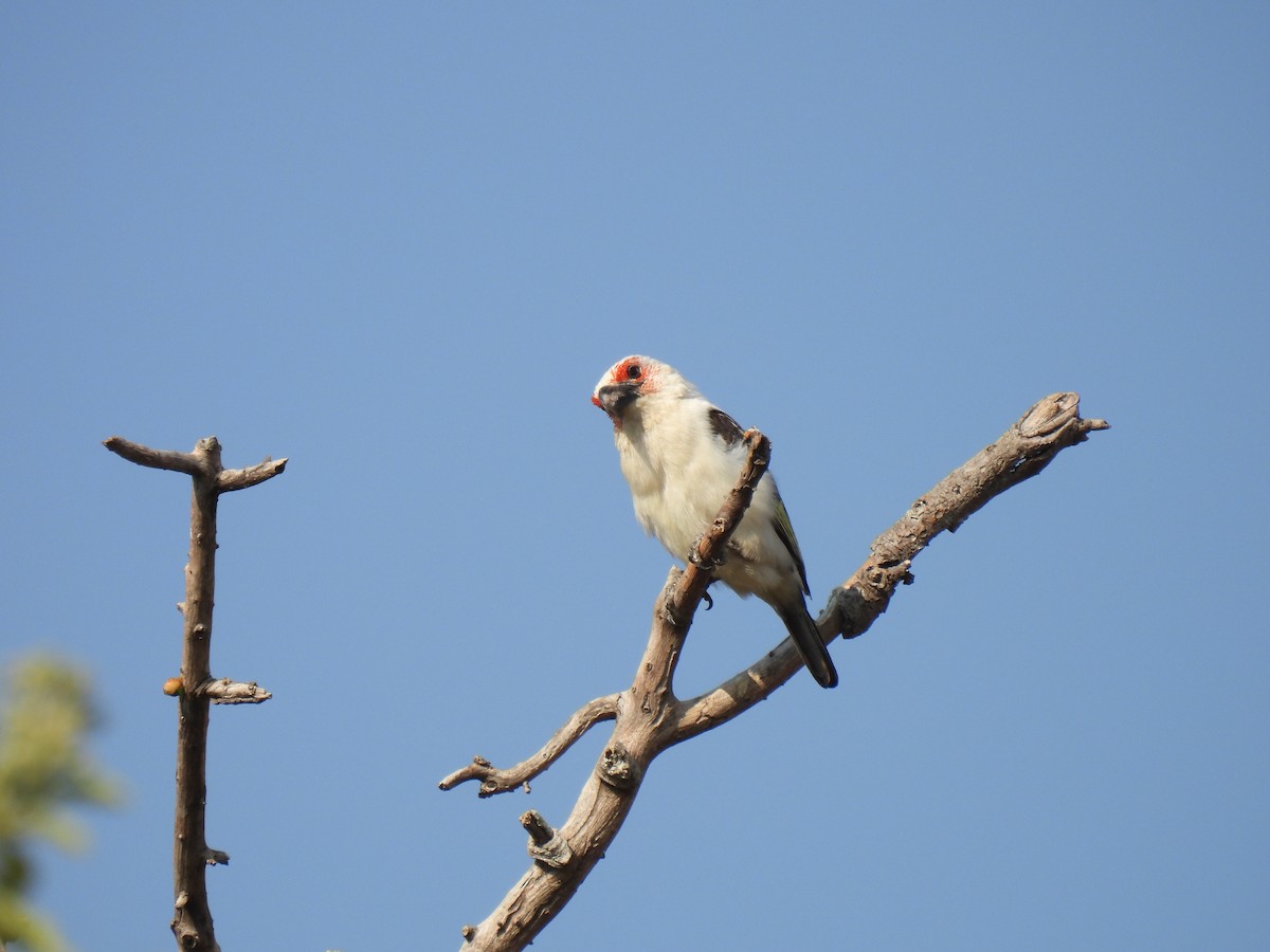 Chaplin's Barbet - ML609923473