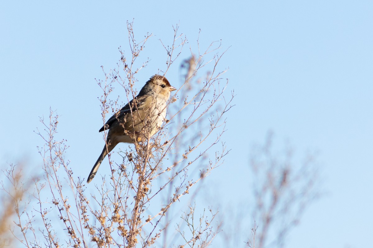 White-crowned Sparrow - ML609923516