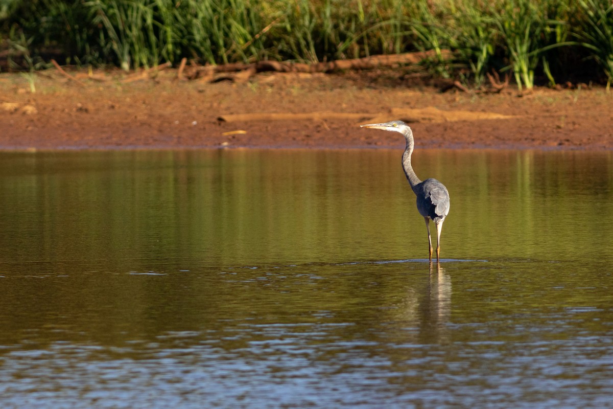 Great Blue Heron - ML609923522