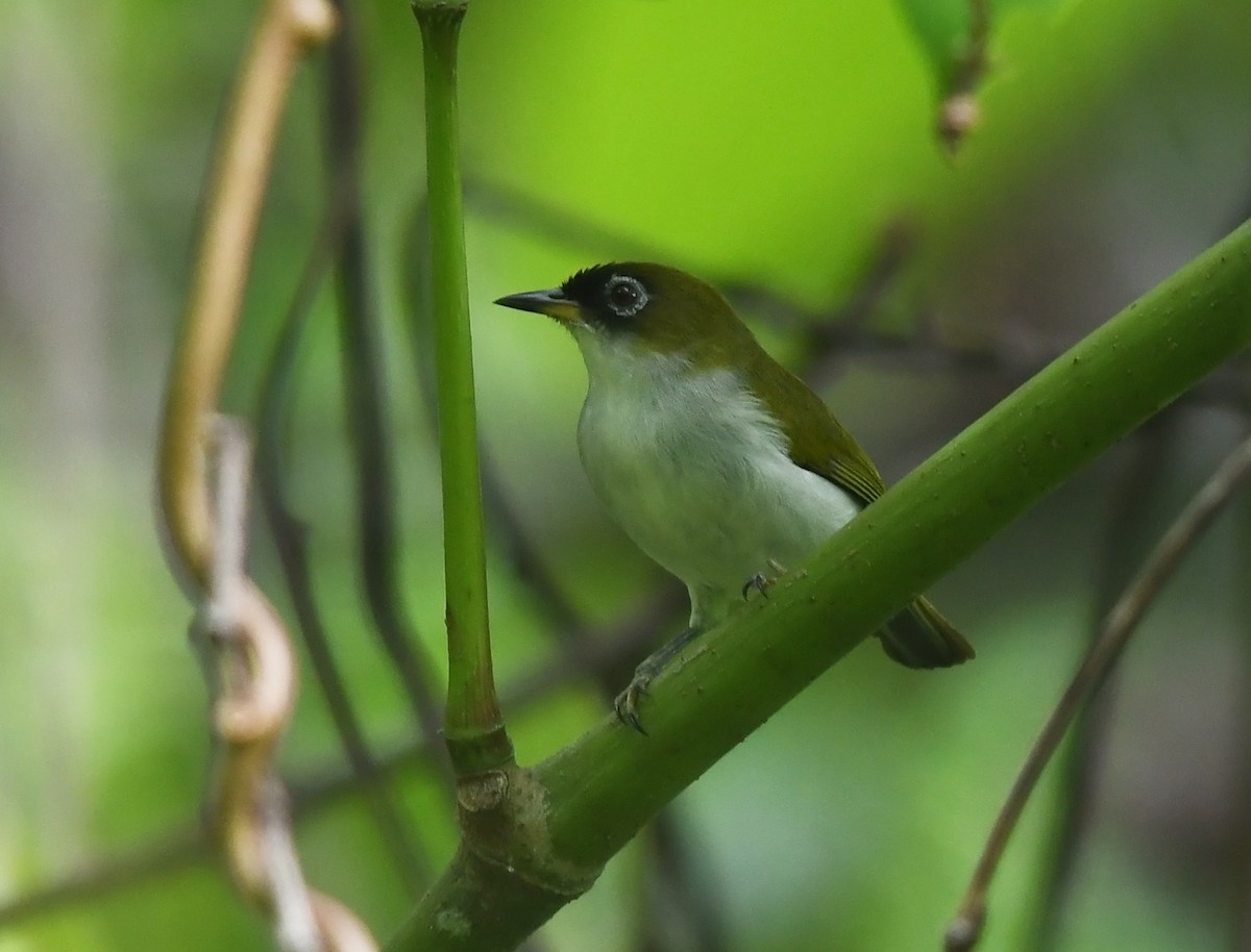 Cream-throated White-eye (Halmahera) - Joshua Vandermeulen