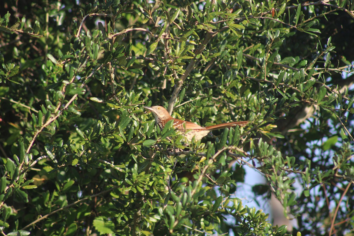 Brown Thrasher - ML609923568