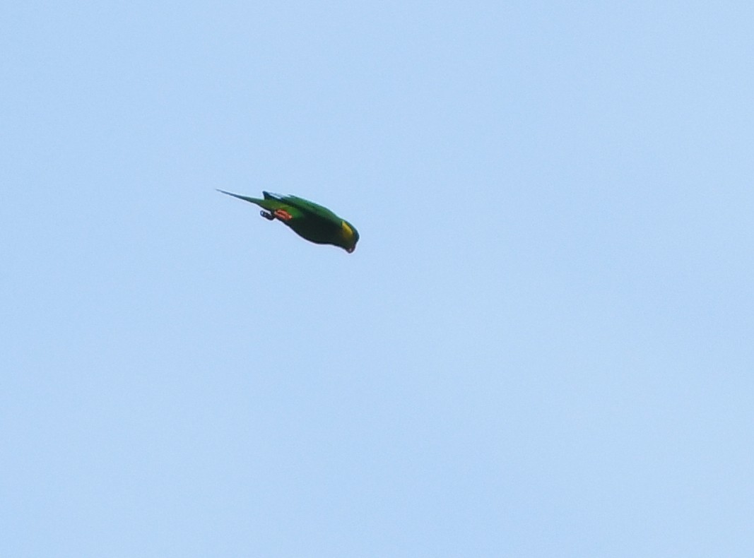 Red-flanked Lorikeet - ML609923594