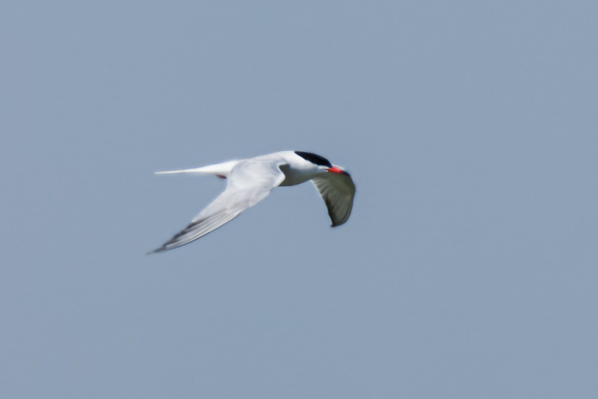 Common Tern - ML609923601