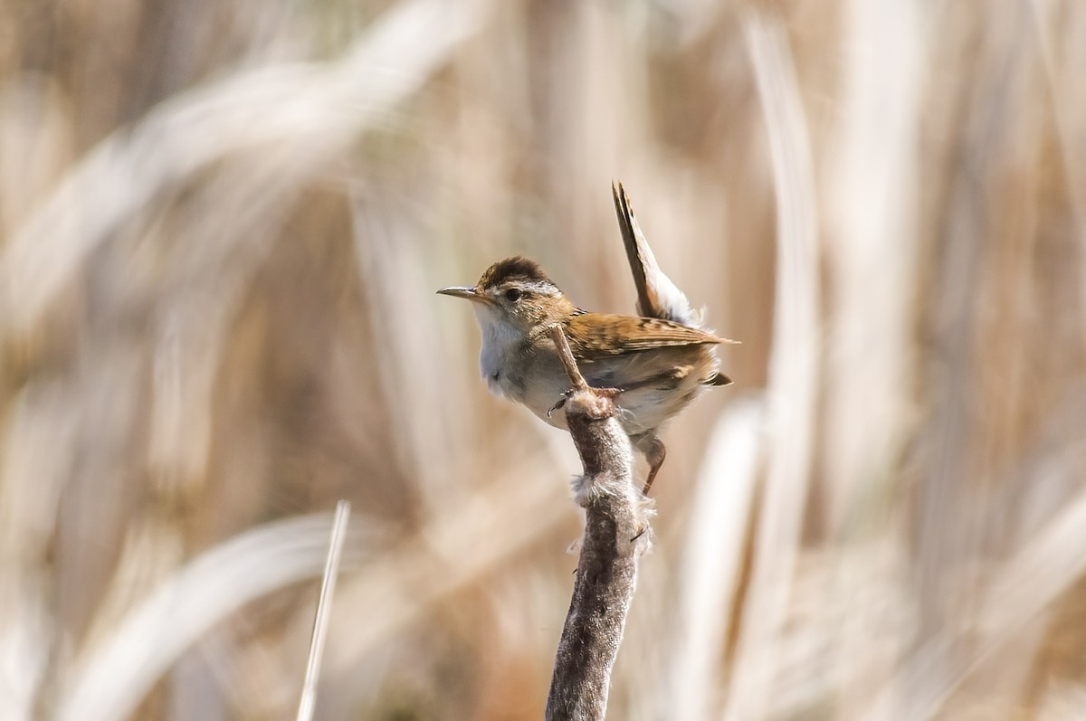 Marsh Wren - ML609923603