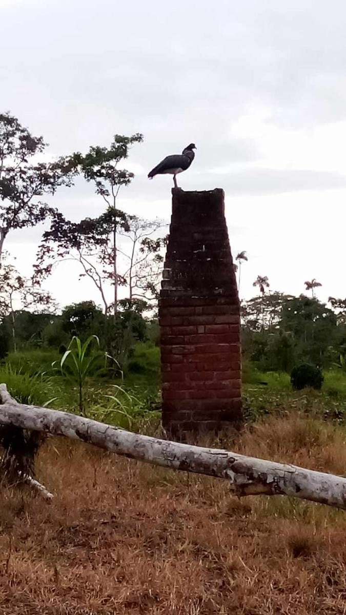 Horned Screamer - ML609923627