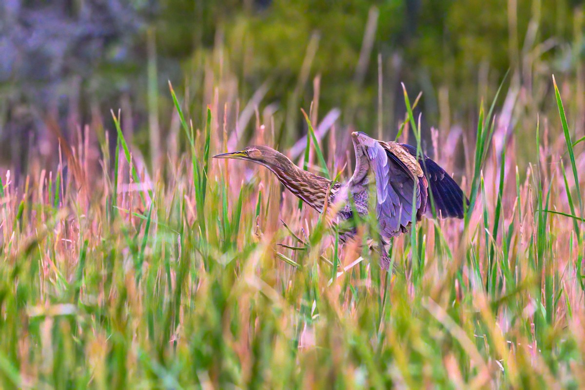 American Bittern - Bryan Cotter