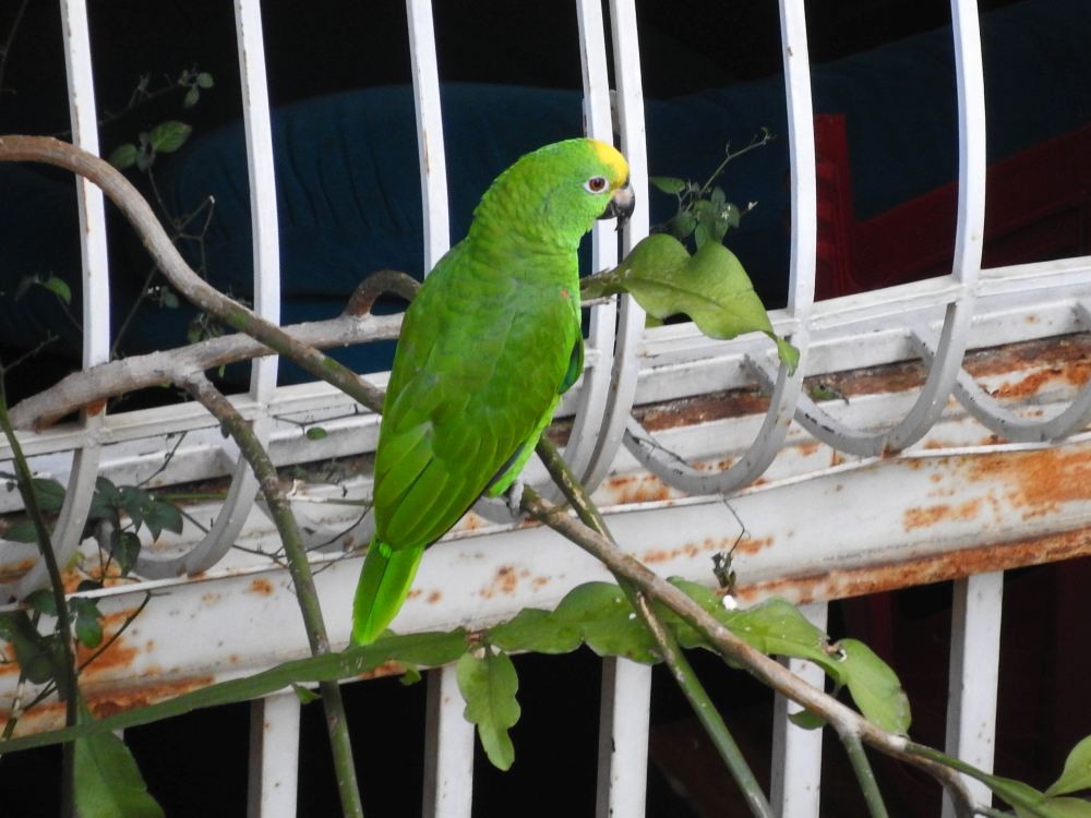 Yellow-crowned Parrot - ML609923715