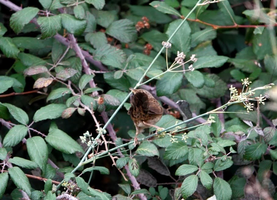 Locustelle tachetée - ML609923750