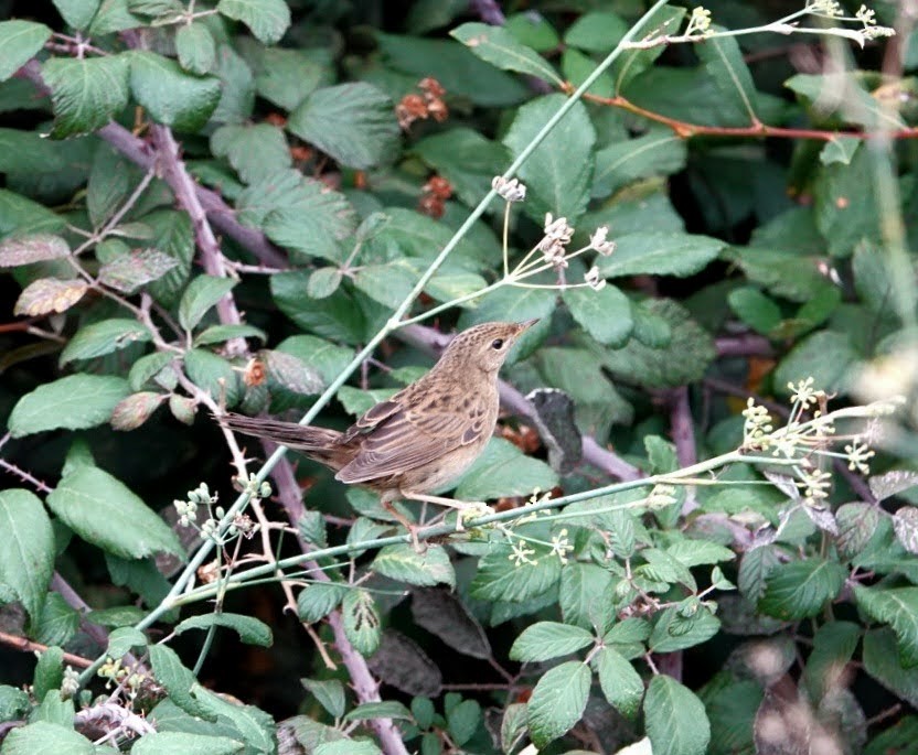 Locustelle tachetée - ML609923752