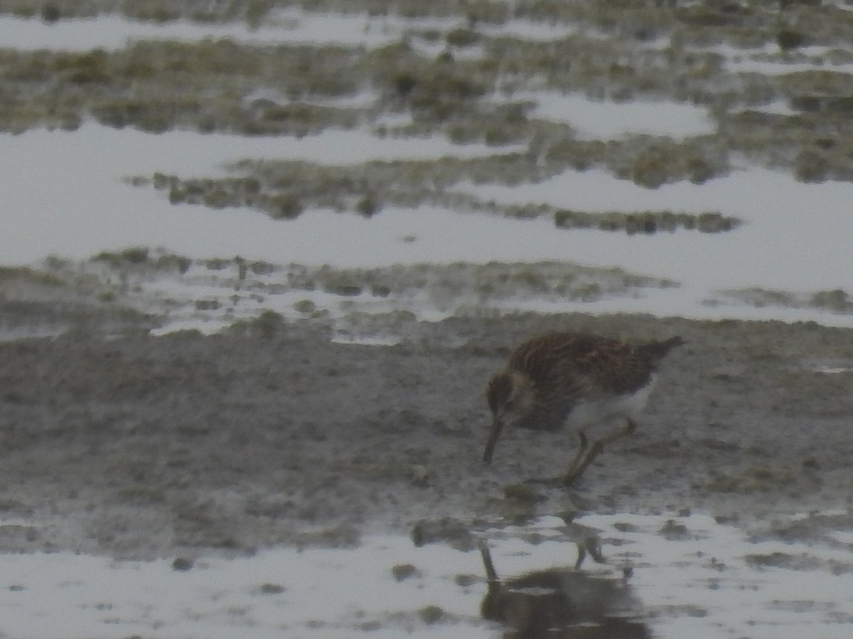 Pectoral Sandpiper - ML609923936