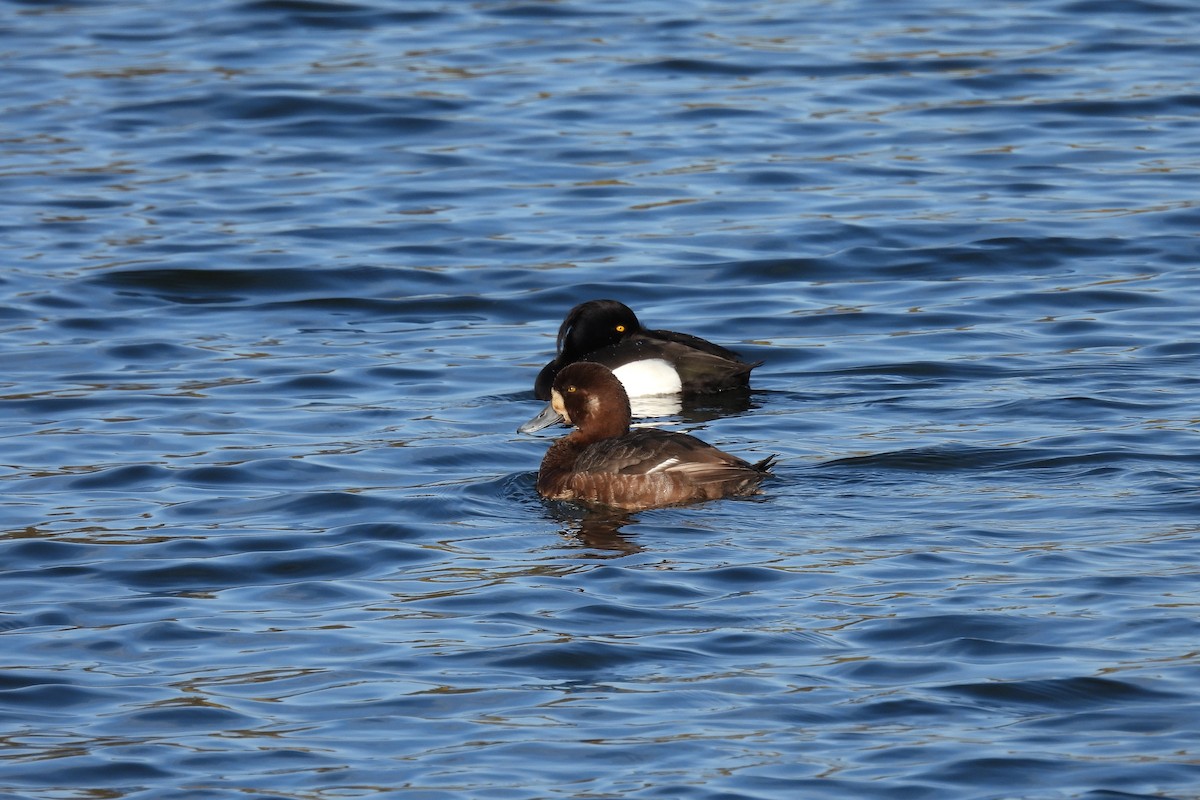 Greater Scaup - ML609923947