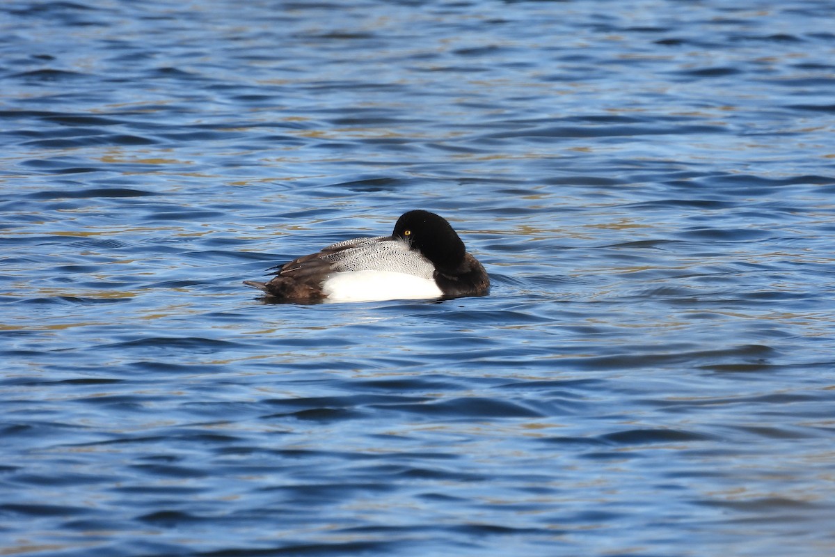 Greater Scaup - ML609923948