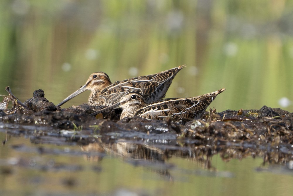 Wilson's Snipe - ML609924126