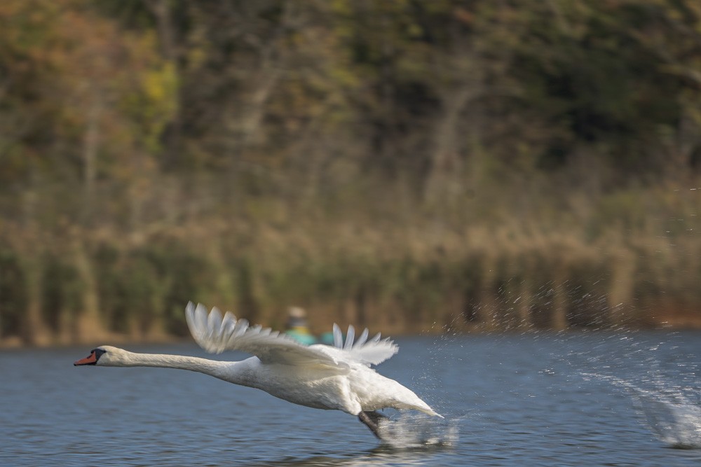 Cygne tuberculé - ML609924172