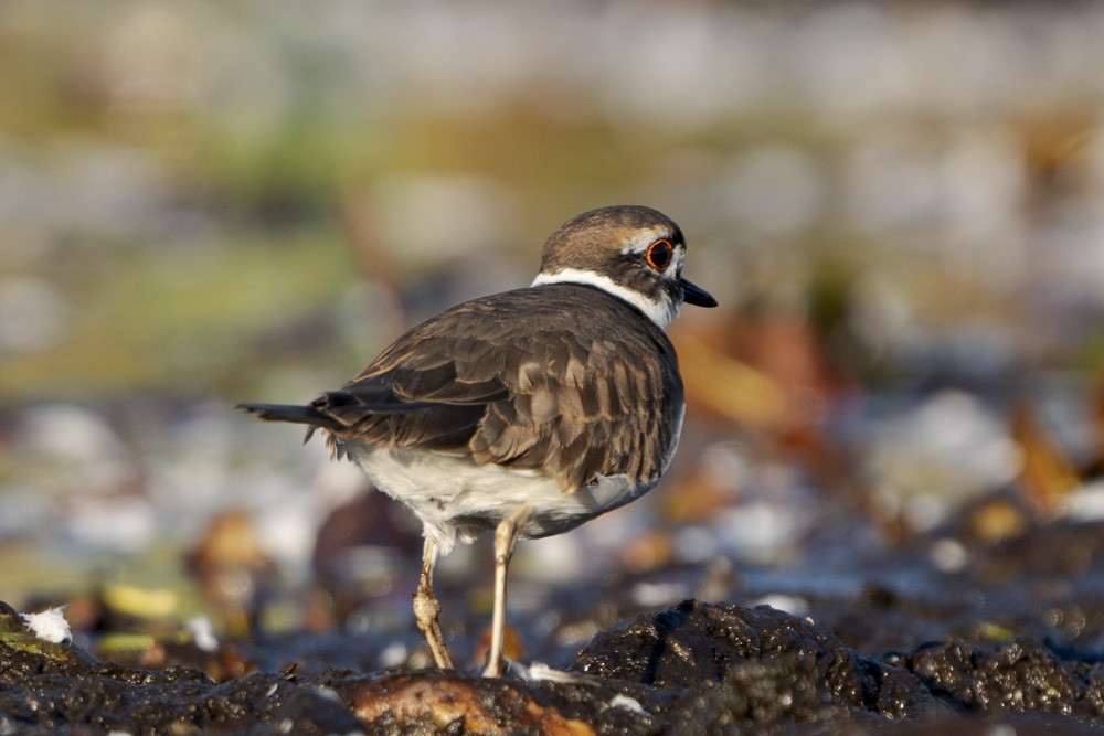 Killdeer - Nicole Peyrafitte