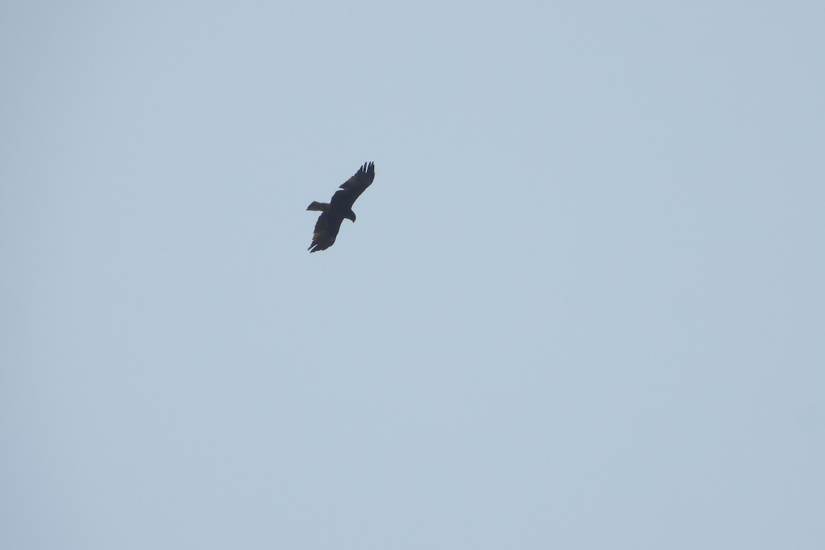 Aquila minore - ML609924278