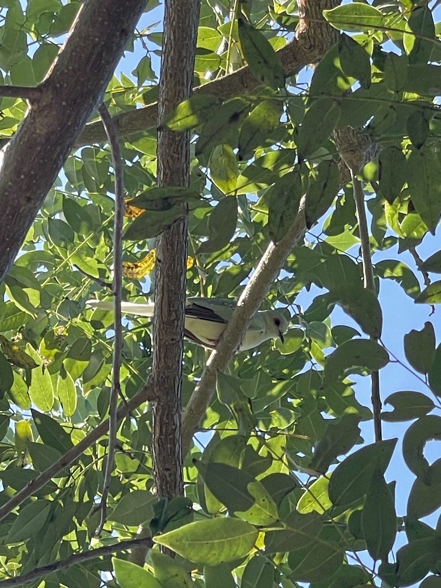 Diamond Dove - ML609924382