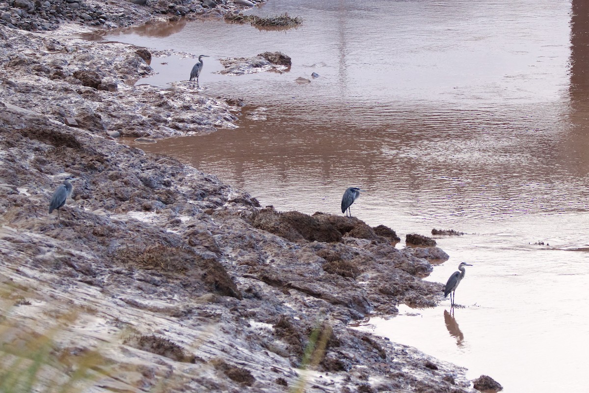 Great Blue Heron (Great Blue) - ML609924409