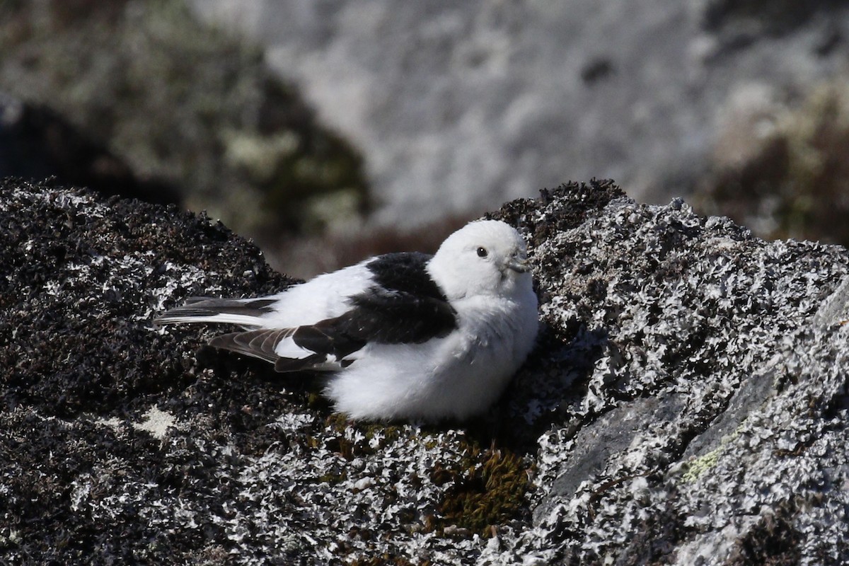 Snow Bunting - Donna Pomeroy