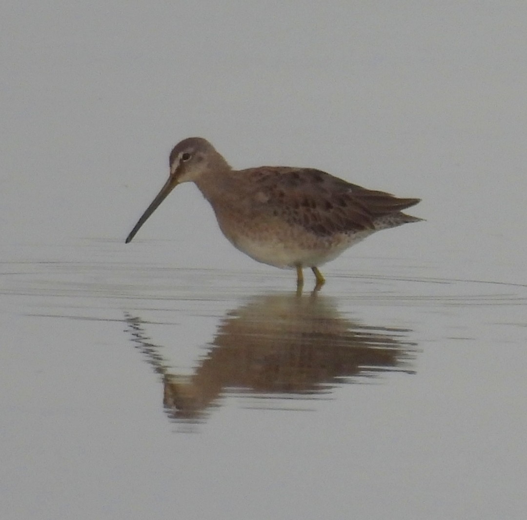 Long-billed Dowitcher - ML609924532
