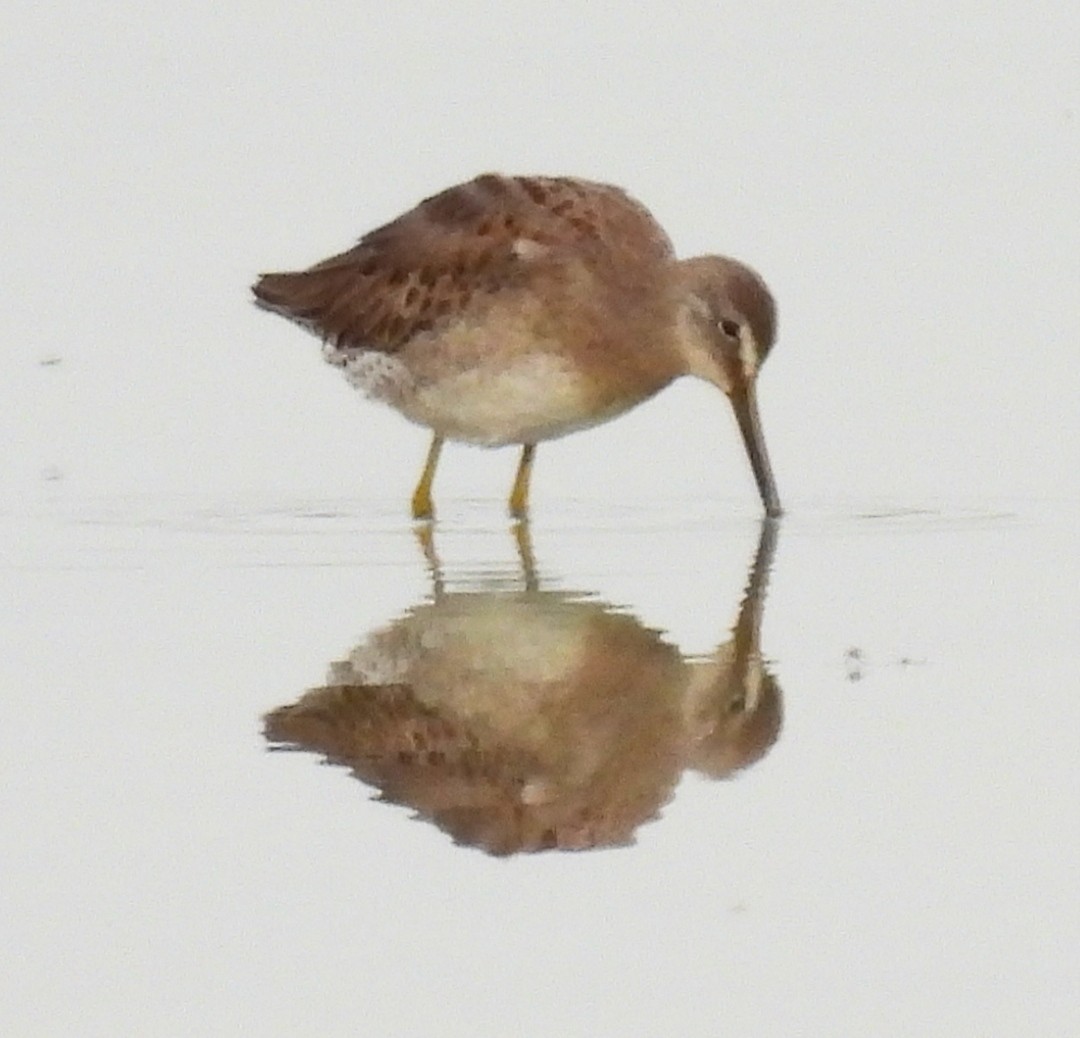 Long-billed Dowitcher - ML609924533