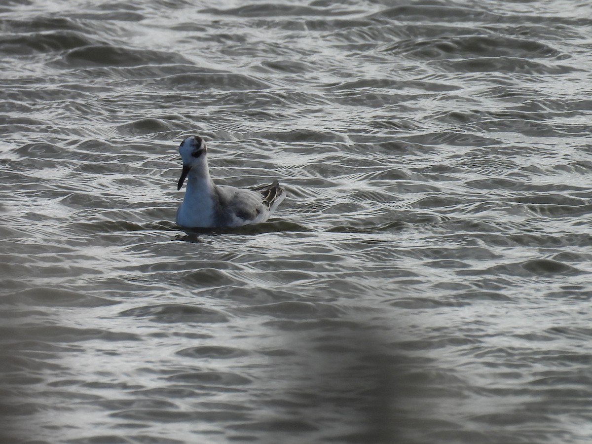 Red Phalarope - ML609924570